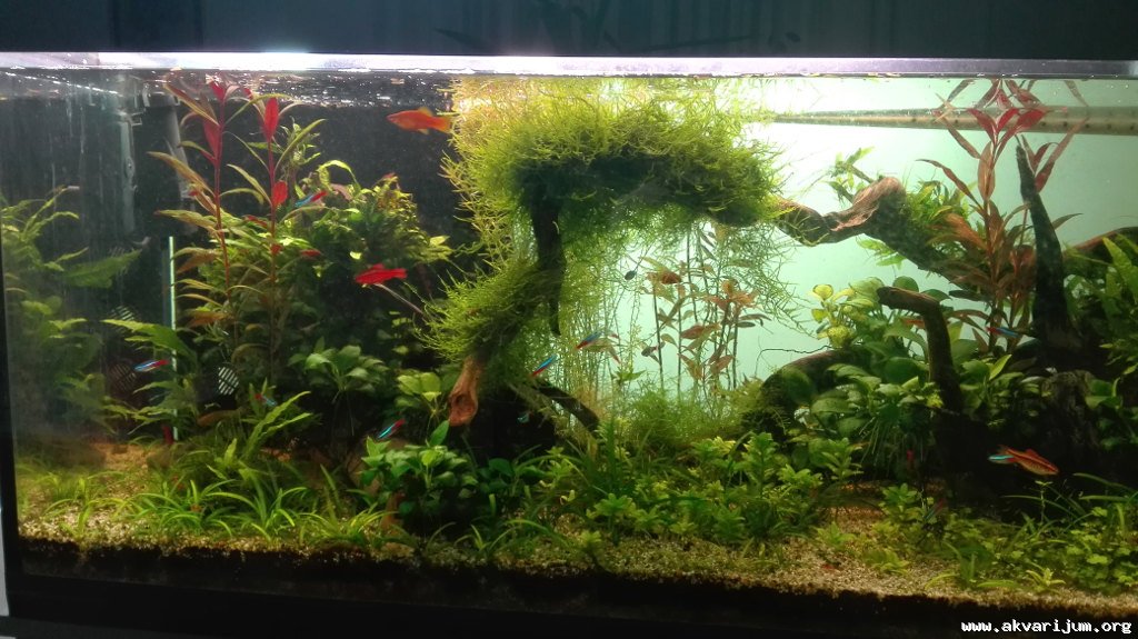 Akvarijum bolan v.2